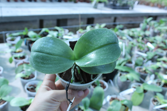 Phalaenopsis KS Happy Eagle.jpg