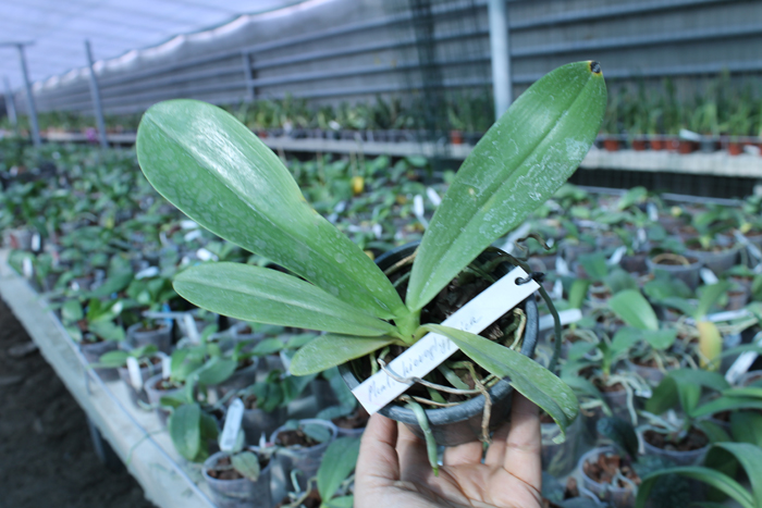 Phalaenopsis hieroglyphica.jpg