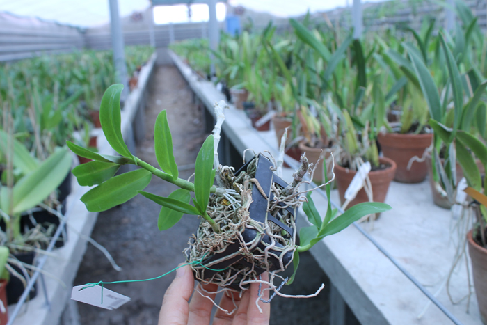 Dendrobium parishii.jpg