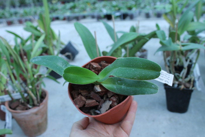 Paphiopedilum philippinense alba.jpg