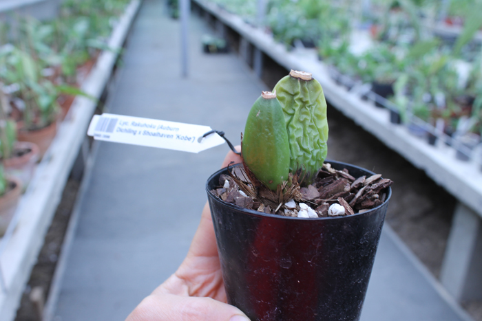 Lycaste Rakuhoku (Auburn Dichiling x Shoalhaven 'Kobe').jpg