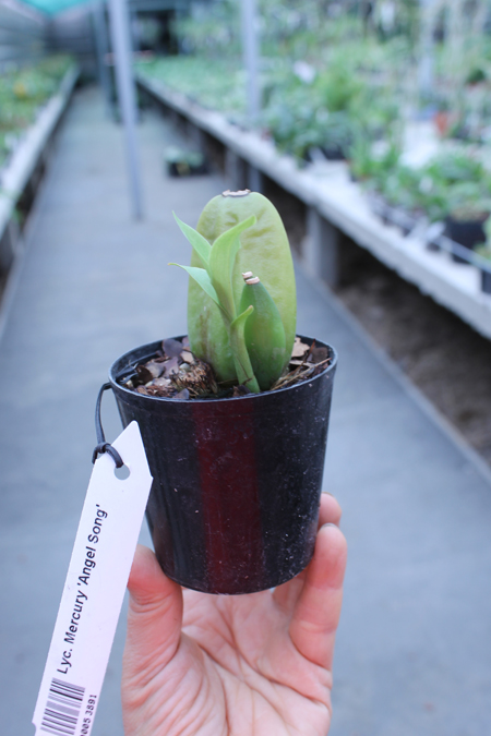 Lycaste Mercury 'Angel Song'.jpg