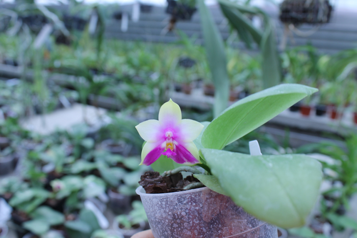 Phalaenopsis Yaphon Red Jewel x Ld's Bear Queen.jpg