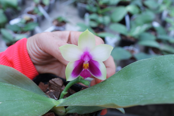 Phalaenopsis Samera x bellina.jpg
