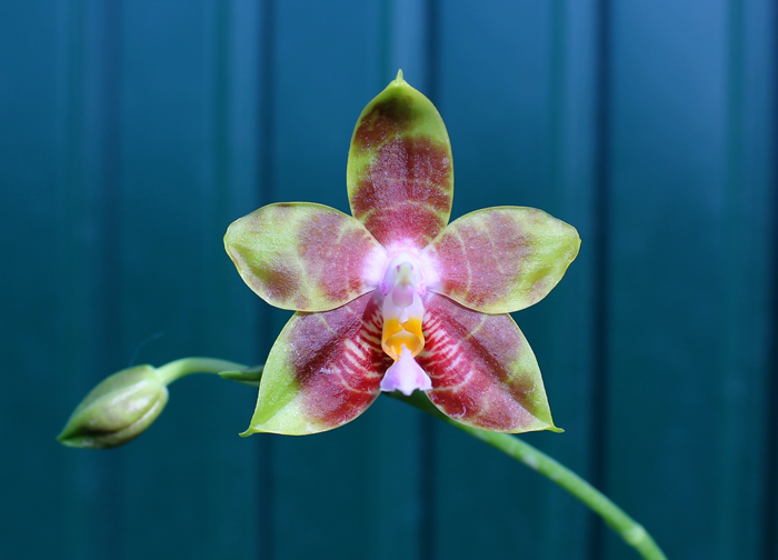 Phalaenopsis amboinensis x Phalaenopsis Penang Girl.jpg