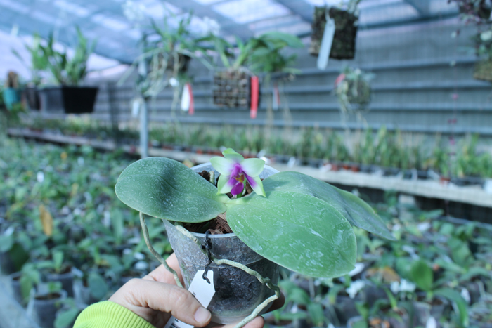 Phalaenopsis bellina 'blue'.jpg