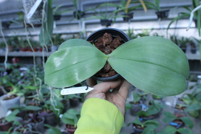 Phalaenopsis I-Hsin George - bellina x Dragon Tree Eagle.jpg