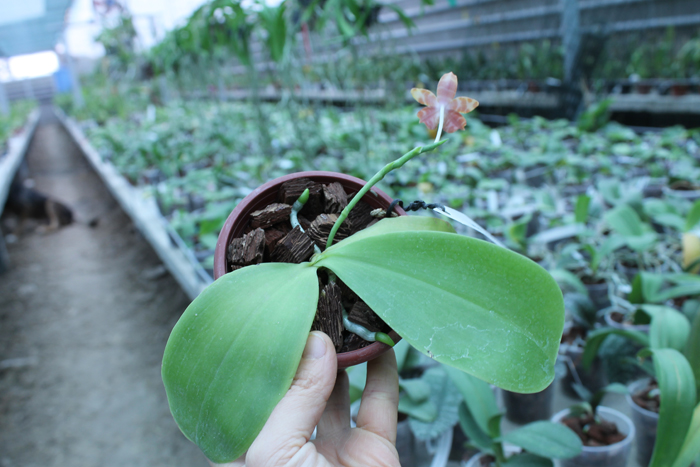amboinensis x Penang Girl.jpg