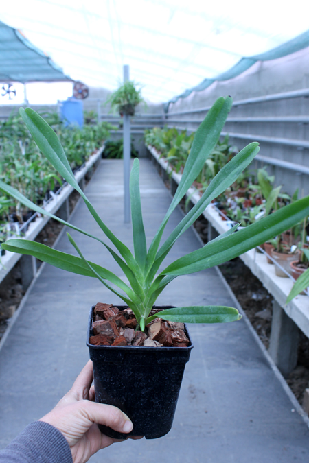 Angraecum bosseri.jpg