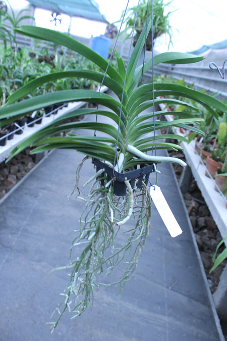 Vanda Janice Allison.jpg