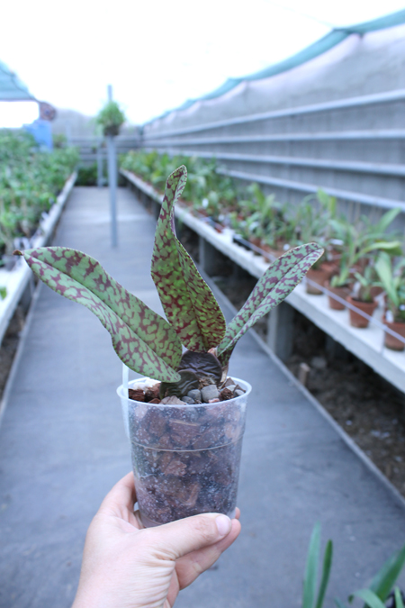 Psychopsis Mendenhall Hildos.jpg