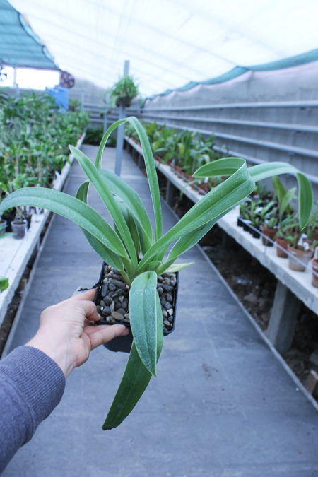 Phragmipedium Inca Fire (Andean Fire x besseae).jpg