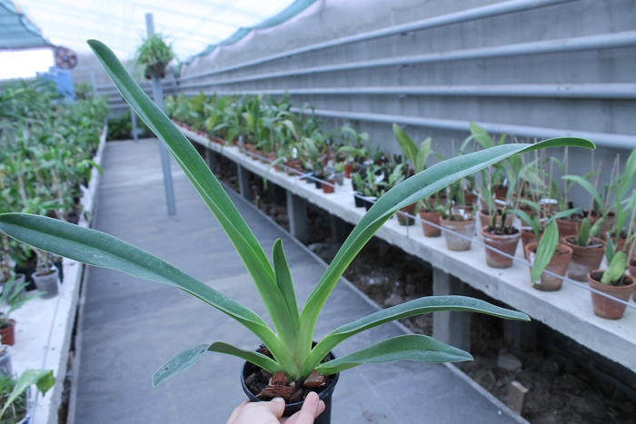 Paphiopedilum haynaldianum x rothschildianum.jpg