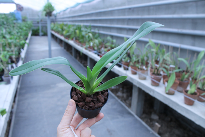 Paphiopedilum Mercatelii (stonei x lowii).jpg
