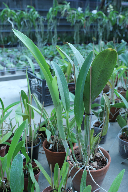 Cattleya gigas type x Cattleya violacea.jpg