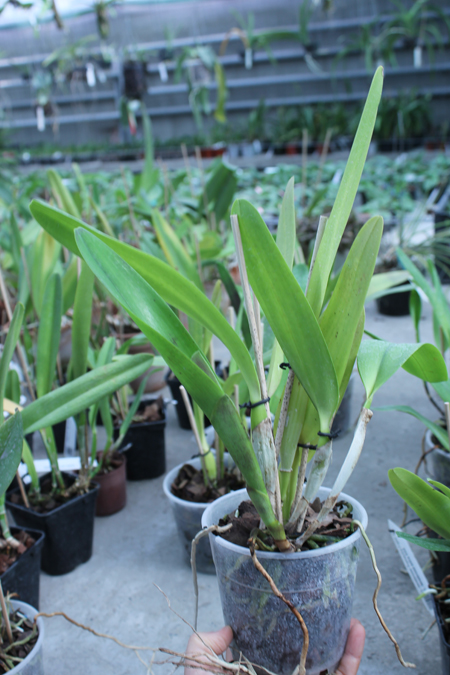 Laelia tenebrosa 'Fumacina Fujita' x Laelia tenebrosa extra XXX.jpg