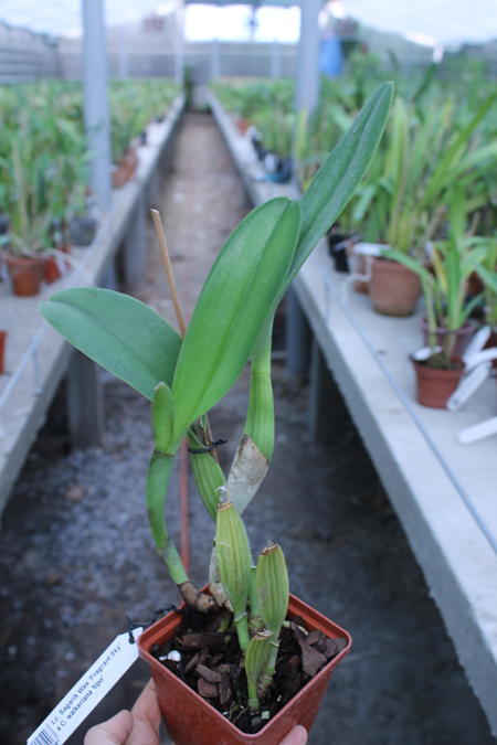 Laeliocattleya Sagarik Wax 'Fragrant Sky' x Cattleya walkeriana 'tipo'.jpg