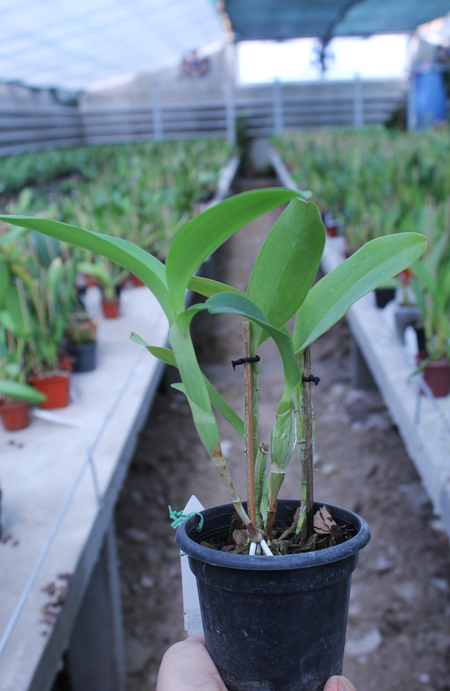 Cattleya skinneri 'Casa Luna'.jpg