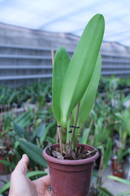 Brassolaeliocattleya Aloha Spirit 'Lenette'.jpg