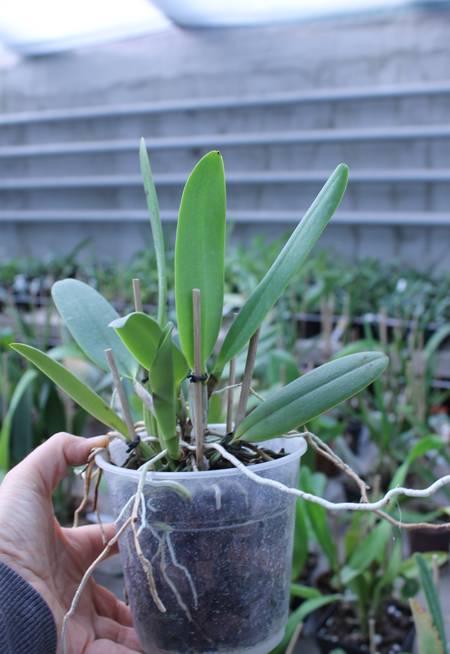Cattleya jenmanii orlata 'Pacaraima' x SELF.jpg