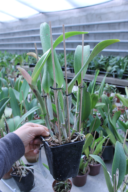 Brassolaeliocattleya Port of Paradise '3G' x Brassolaeliocattleya Haadyai Delight 'Bangprom Gold'.jpg