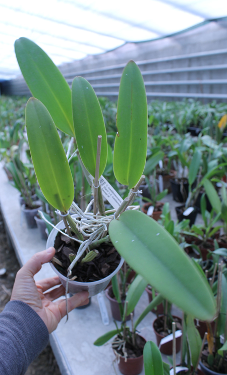 Cattleya lueddemanniana rubra 'Dark Giant' x Cattleya lueddemanniana escura 'Fennel IX'.jpg