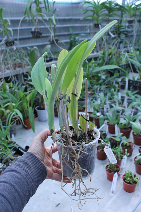 Cattleya trianae tipo 'Fine Variety' (98-8) x Cattleya trianae 'India' (10-8).jpg