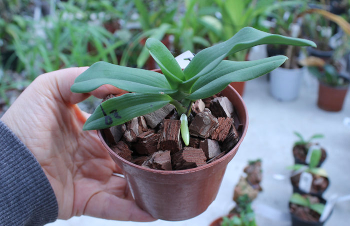 Sobennikoffia humbertiana.jpg