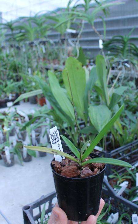 Ionopsis utricularioides.jpg