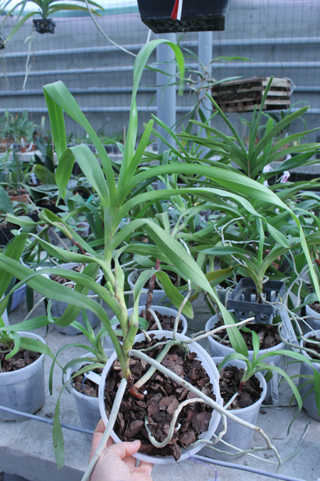 Aerides lawrenciae.jpg