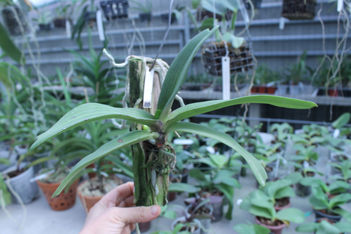 Rhynchostylis gigantea Blue.jpg