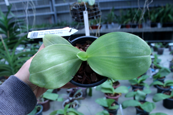 Phalaenopsis Zheng Min Muscadine x (Ld's Bear Queen x DTE).jpg