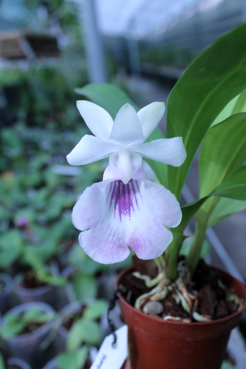 Cochleanthes (amazonica x lobata).jpg
