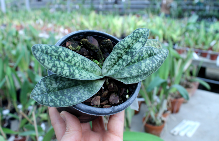 Paphiopedilum Ho Chi Minh (delenatii x vietnamense).jpg