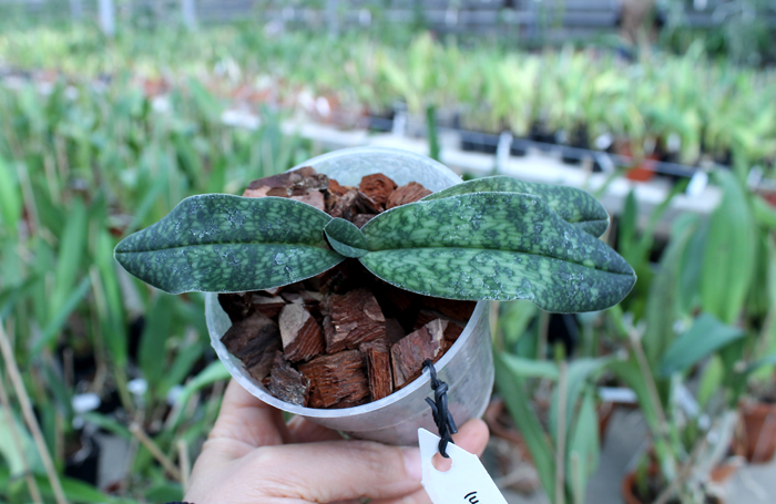 Paphiopedilum Norito Hasegawa (malipoense x armeniacum).jpg