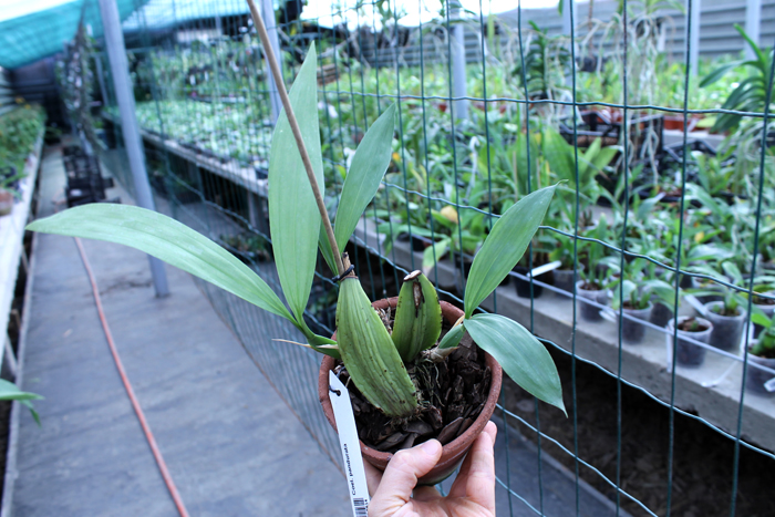 Coelogyne pandurata.jpg