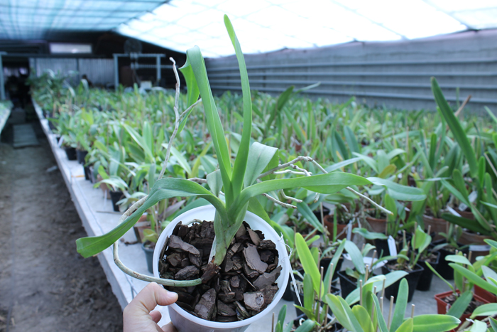 Aerides lawrenciae var sanderiana.jpg