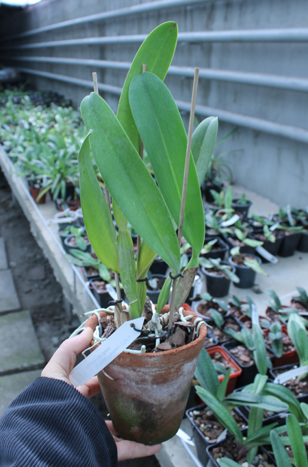 Laeliocattleya Tyl Belle 'Fantasy' (Tyl x Edgard Van Bele).jpg