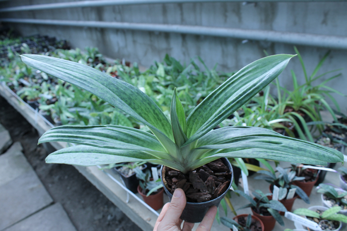 Paphiopedilum sukhakulii x kolopakingii.jpg