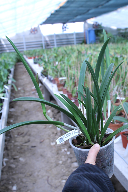 Brassavola Jiminy Cricket 'Superbug'.jpg