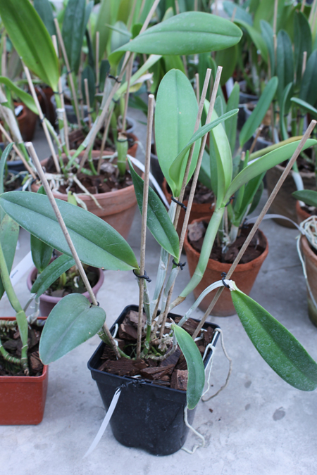 (Brassavola digbyana x Rhyncholaeliocattleya Young Kong) 'ORCHIS'.jpg