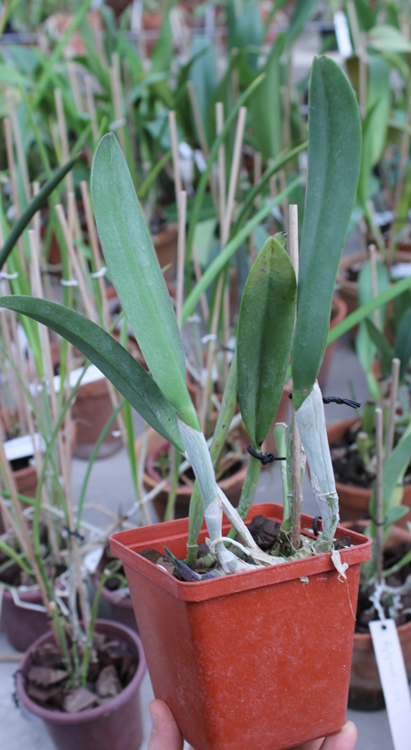 Rhyncholaelia digbyana.jpg