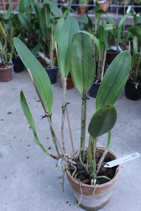 Coilostylis ciliaris.jpg