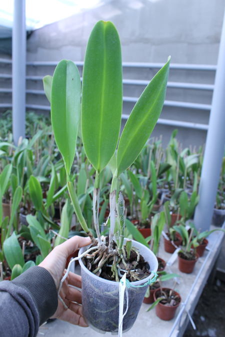 Potinara Susan Fender 'Cover Girl'.jpg