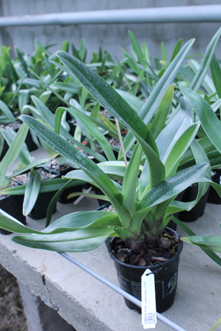 Paphiopedilum Lippewunder hybrid.jpg