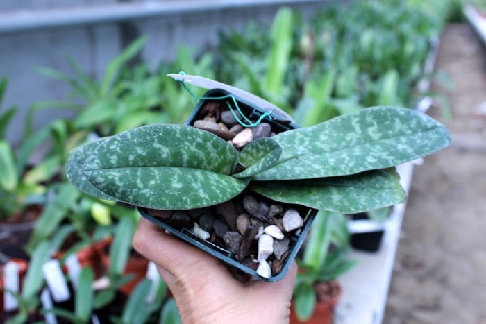 Paphiopedilum bellatulum.jpg