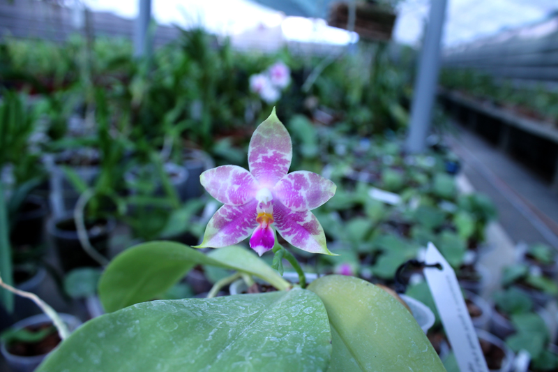 Phalaenopsis Ld's Bear King x violacea indigo.jpg