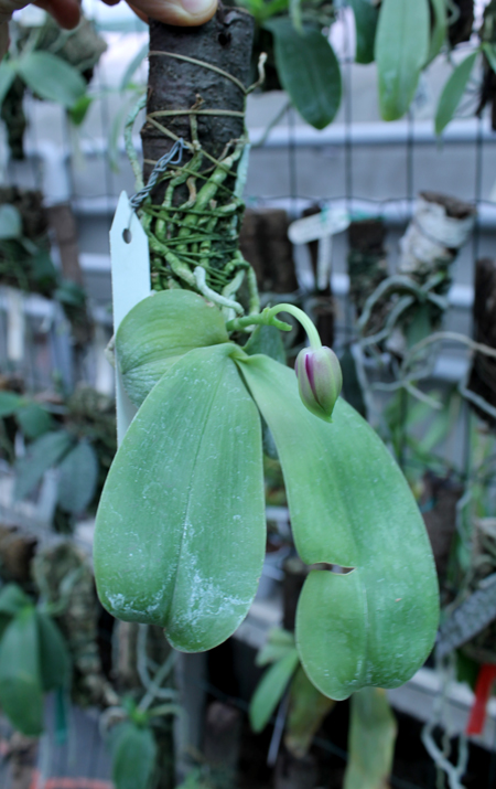 Phalaenopsis violacea 'Borneo'.jpg