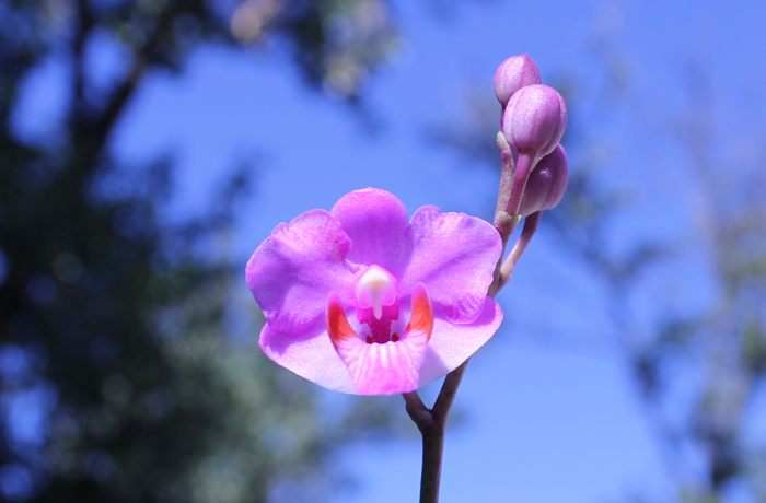 Doritis pulcherrima red.jpg