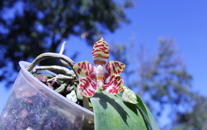 Phalaenopsis amboinensis red spot type.jpg